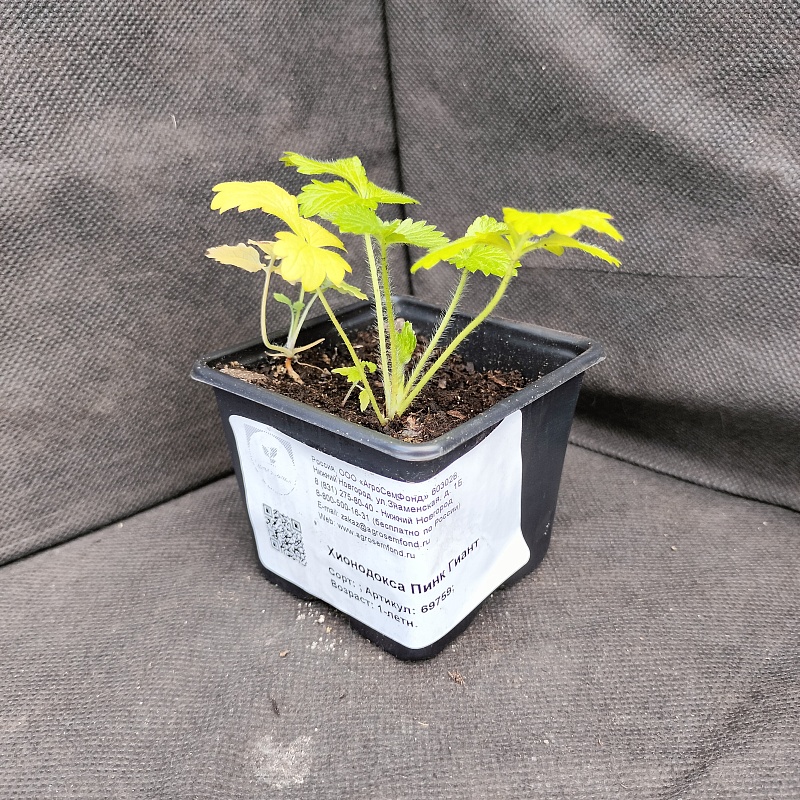 Хионодокса Пинк Гиант 1 шт Р9